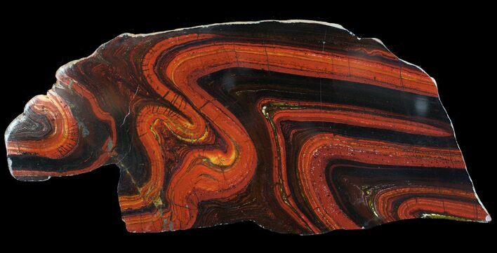 Polished Tiger Iron Stromatolite - ( Billion Years) #65544